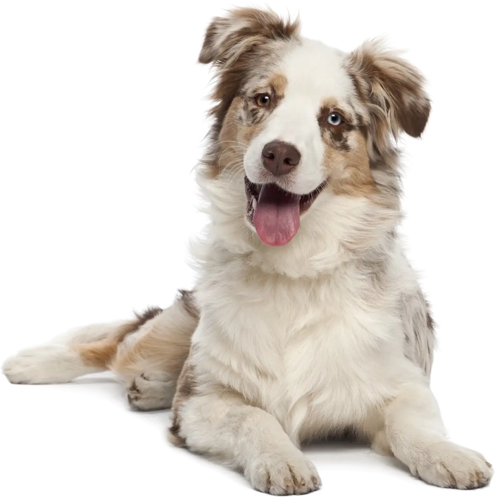 Élevage de chiens Monistrol-sur-Loire