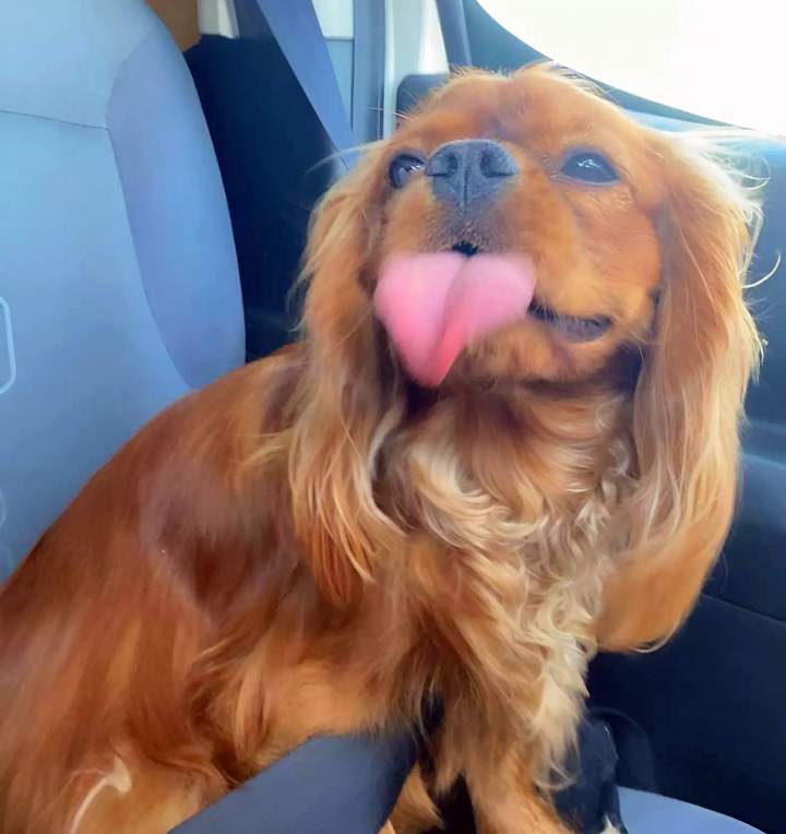 Reproducteur canin Monistrol-sur-Loire