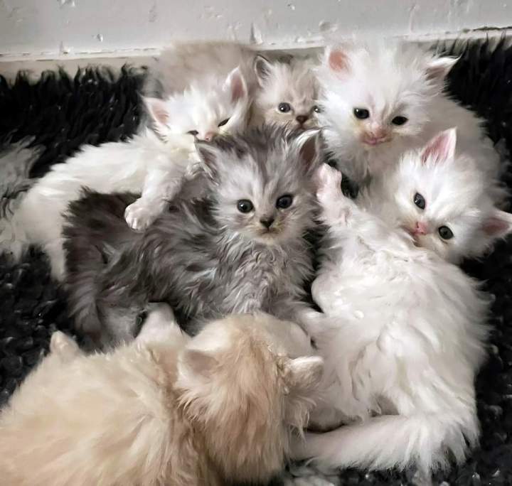 Chatons Maine Coon Haute-Loire