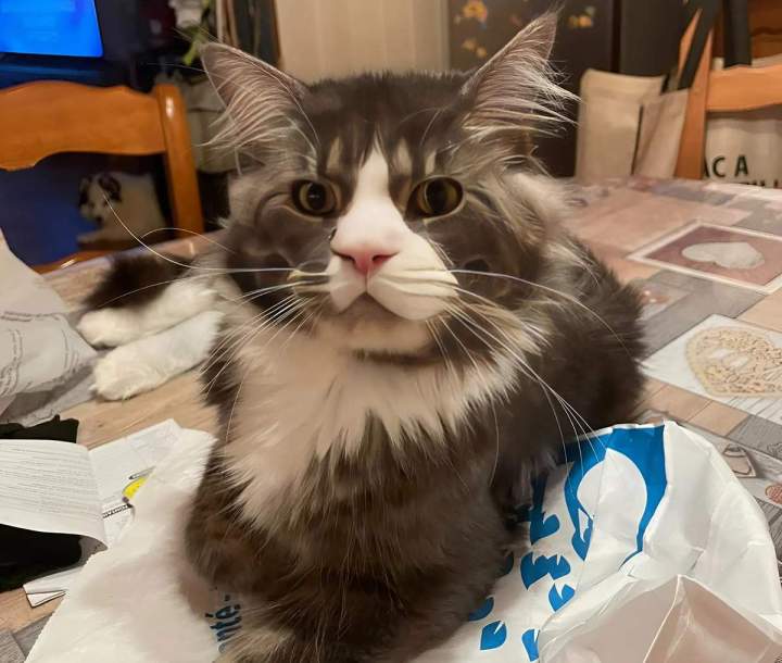 Élevage Maine Coon Monistrol-sur-Loire