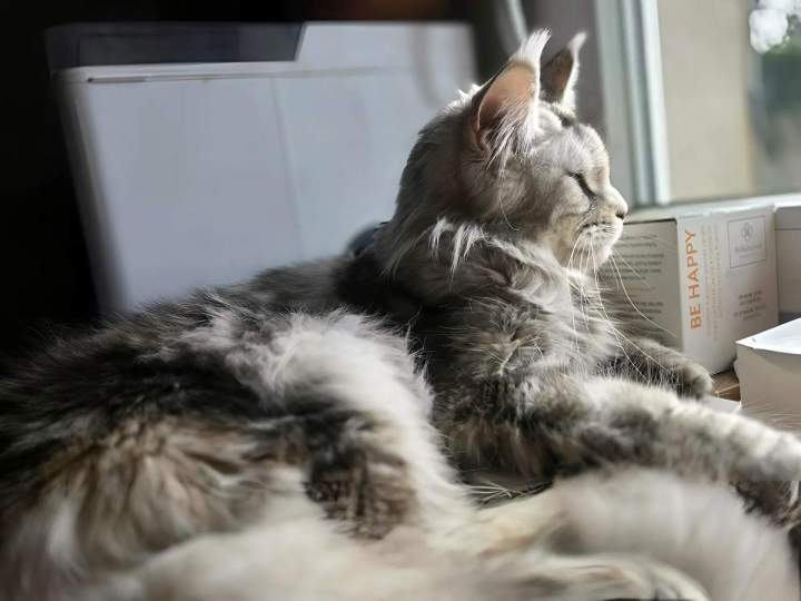 Chatons Maine Coon Haute-Loire