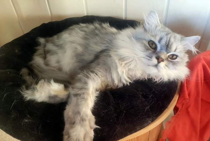 Éleveur félin à Monistrol-sur-Loire