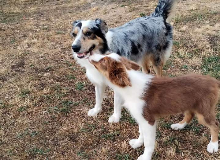 Reproducteur canin Monistrol-sur-Loire