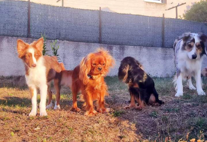 Élevage de chiens de race à Monistrol-sur-Loire