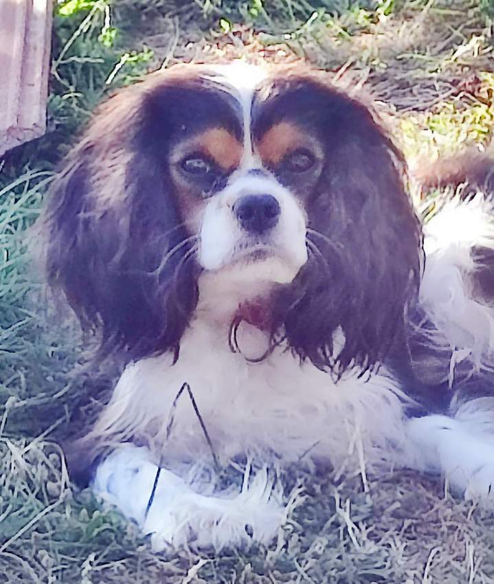 Éleveur de chiens en Haute-Loire