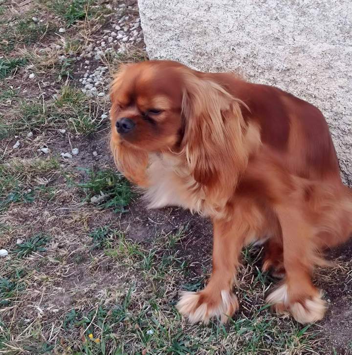 Éleveur canin à Monistrol-sur-Loire