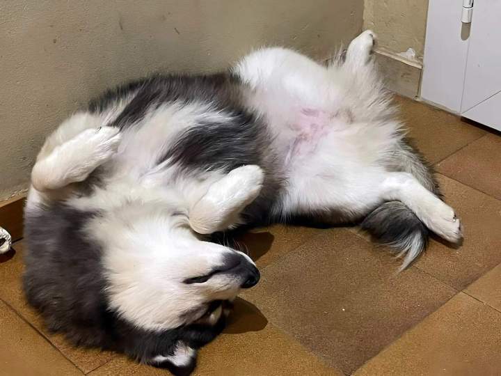 Élevage chien Monistrol-sur-Loire