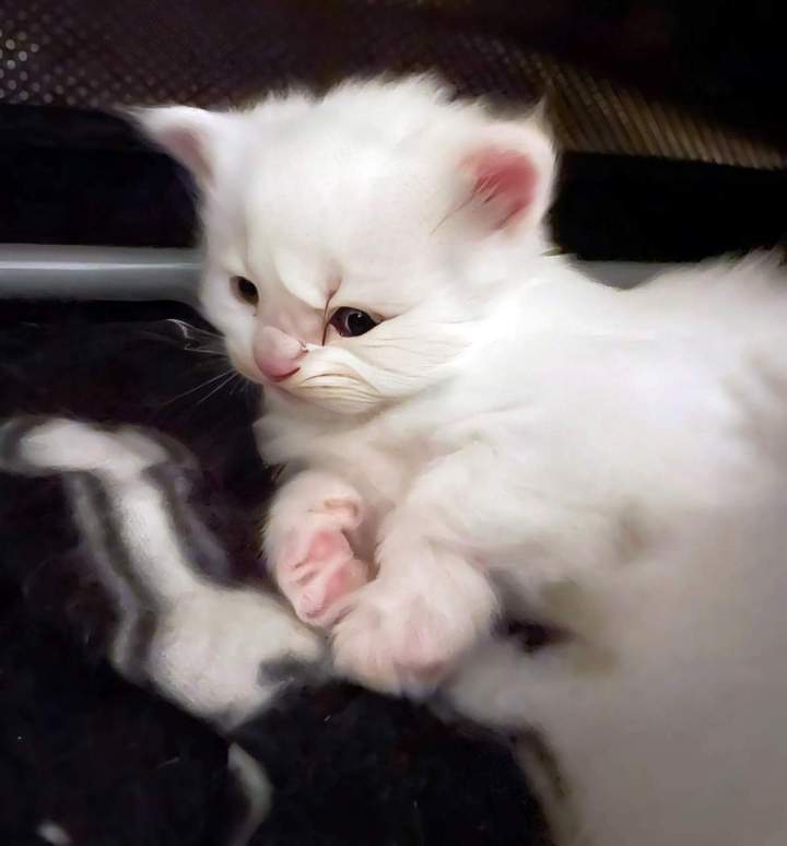 Élevage de chats Monistrol-sur-Loire