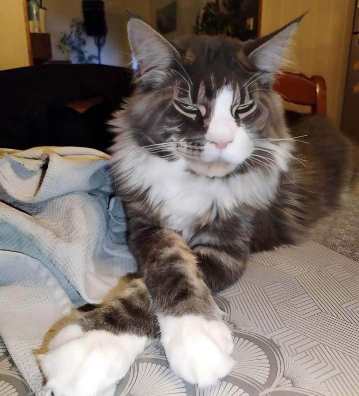 Élevage félin Monistrol-sur-Loire