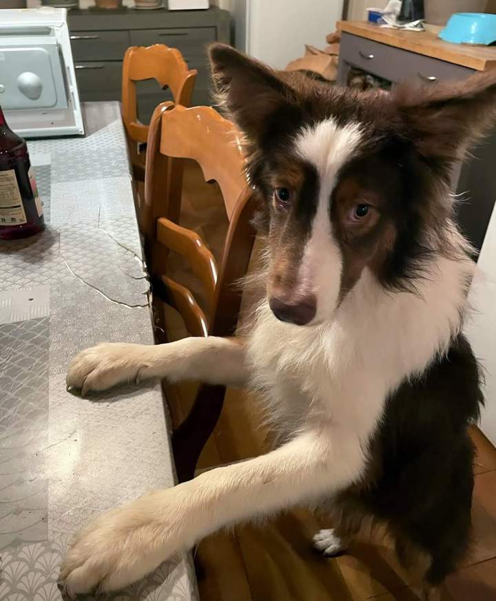 Éleveur canin à Monistrol-sur-Loire