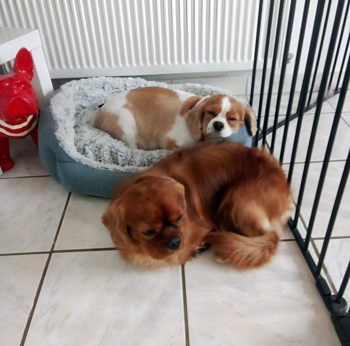 Centre d’élevage canin Monistrol-sur-Loire