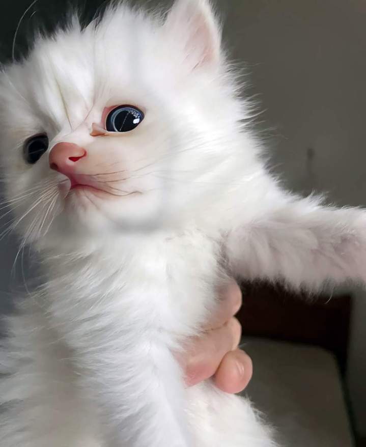 Élevage familial de chats en Haute-Loire