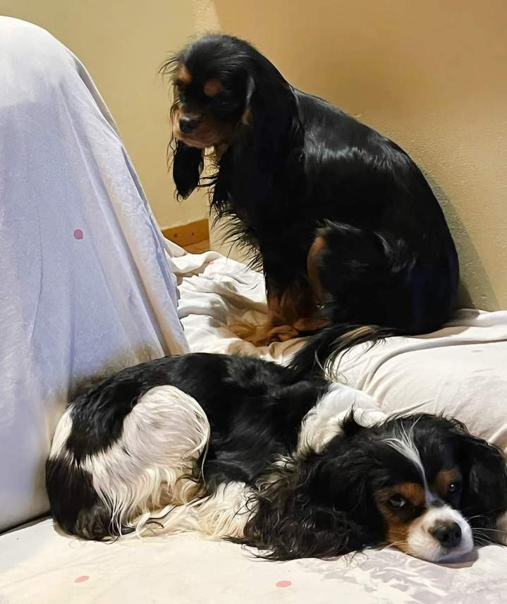 Élevage familial de chiens Monistrol-sur-Loire