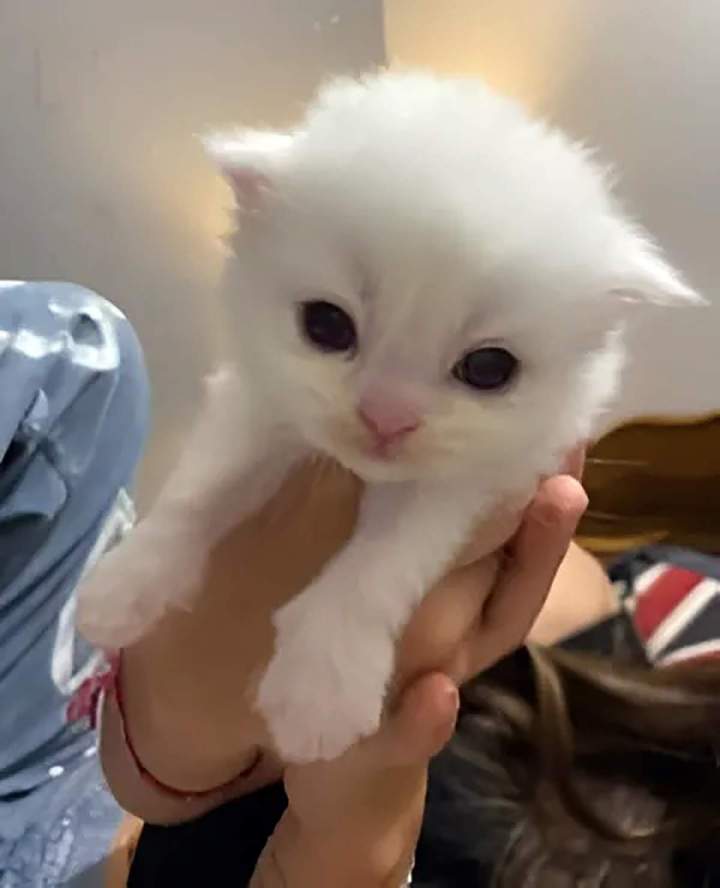 Éleveur de chats de race à Monistrol-sur-Loire