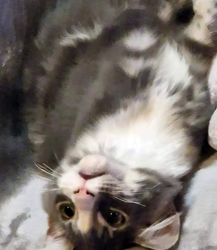 Élevage de félins en Haute-Loire