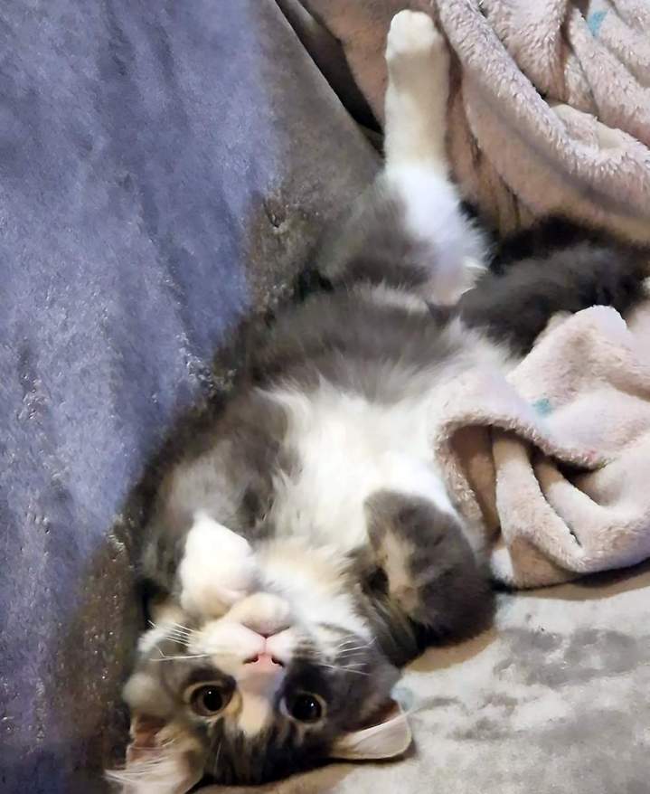 Éleveur félin à Monistrol-sur-Loire