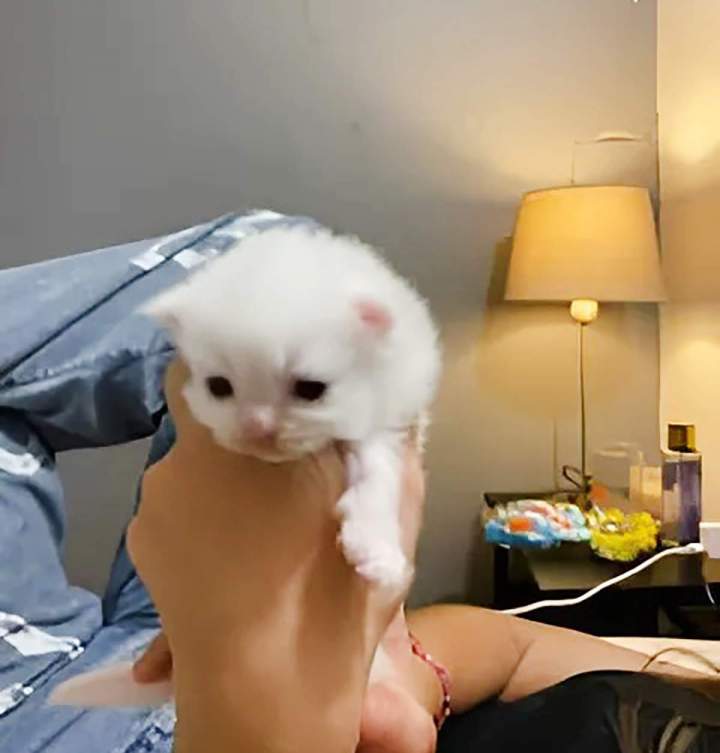 Centre d’élevage de chats Monistrol-sur-Loire