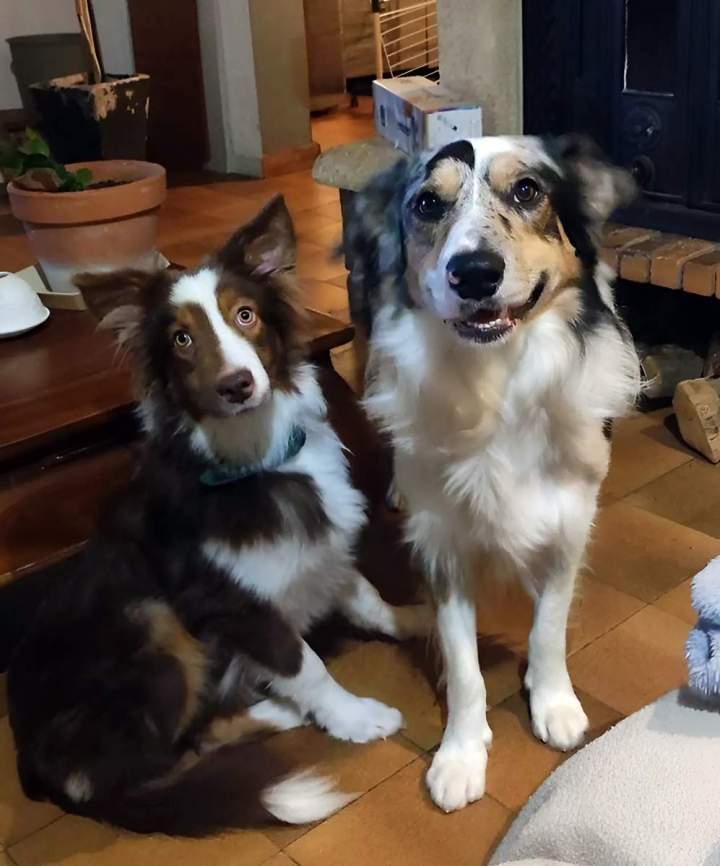 Élevage de chiens de race à Monistrol-sur-Loire