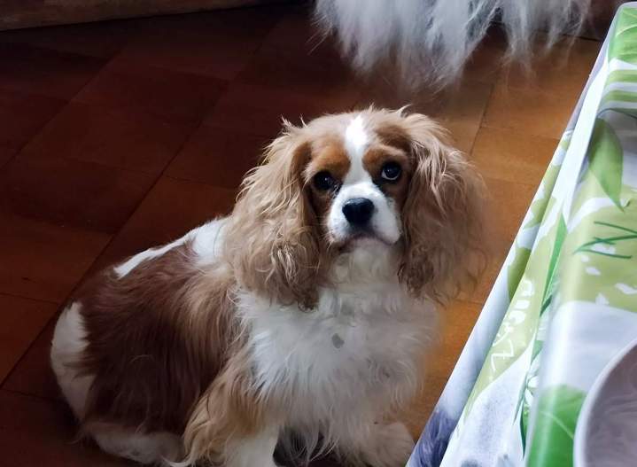 Centre d’élevage canin Monistrol-sur-Loire