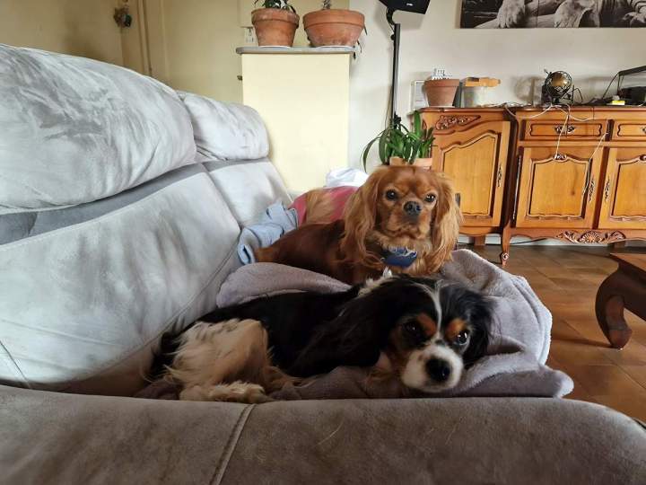 Élevage de chiens de race à Monistrol-sur-Loire