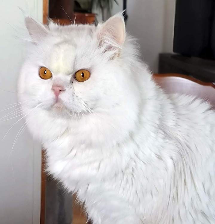 Élevage de chats à Monistrol-sur-Loire