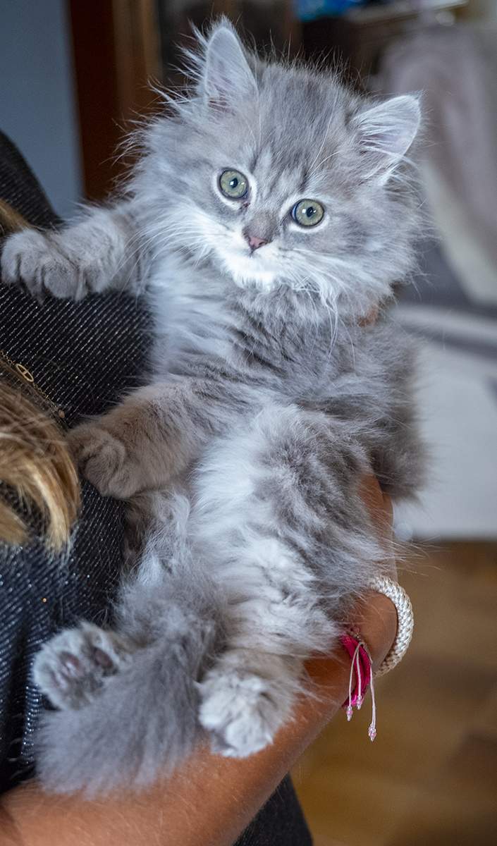 Chatons Maine Coon Haute-Loire