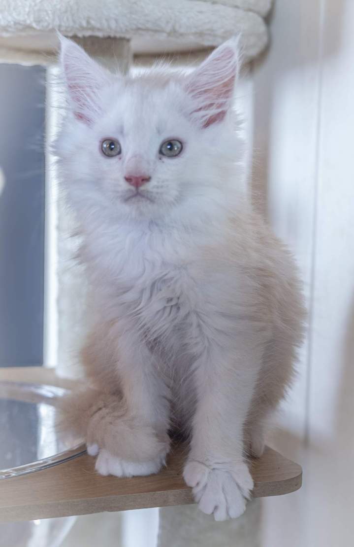 Chatons Maine Coon Haute-Loire