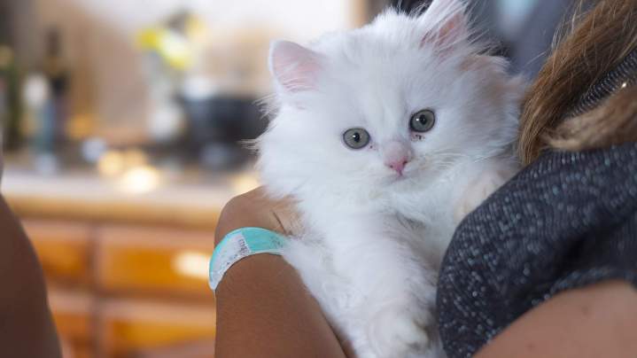 Chatons Maine Coon Haute-Loire