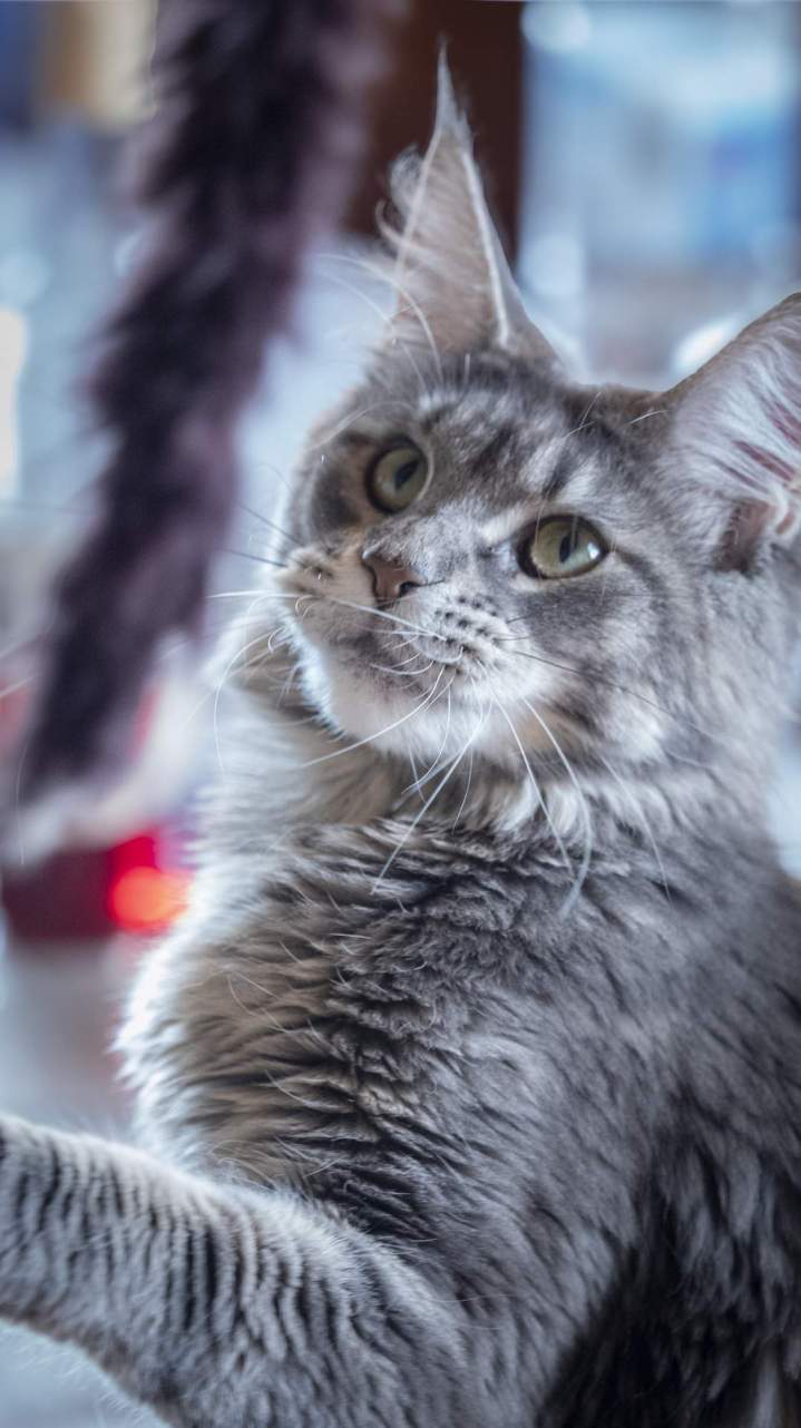 Des chatons affectueux et bien socialisés.