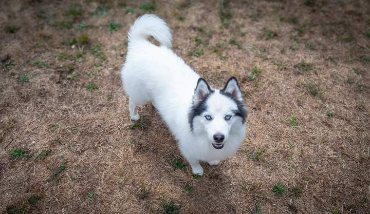 chiots Pomsky Haute-Loire