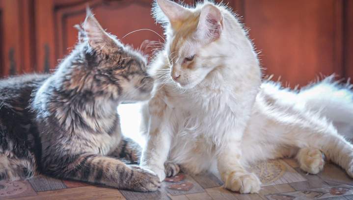 Chatons Maine Coon Haute-Loire