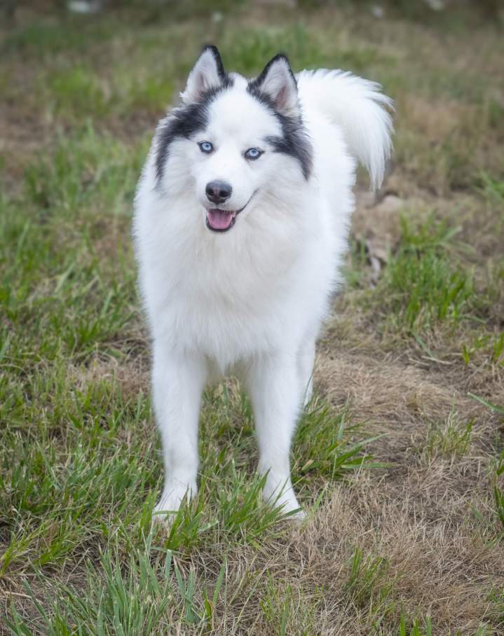 Vente de chiots joueurs et vifs 