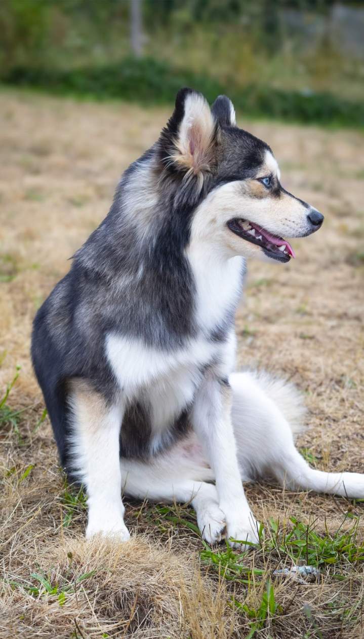 chiots Pomsky Haute-Loire
