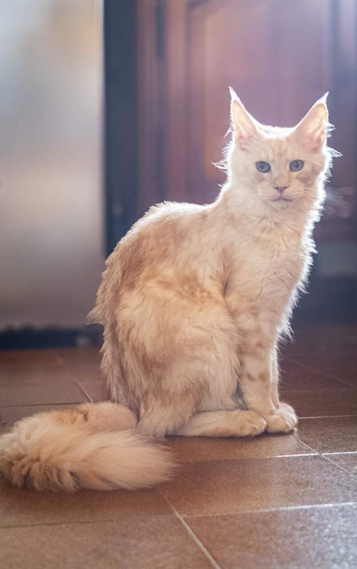 Maine Coon majestueux et sociables