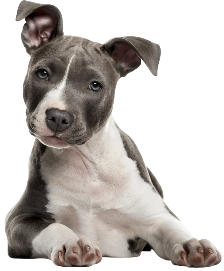 Éleveur de chiens Monistrol-sur-Loire